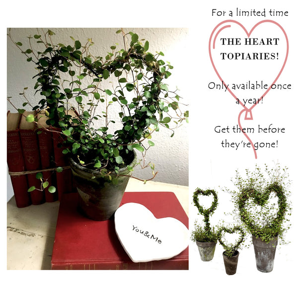 VERY LIMITED!  Angel Vine Large Heart  Lollipop Topiary