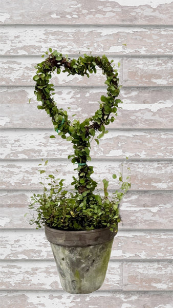 VERY LIMITED!  Angel Vine Large Heart  Lollipop Topiary