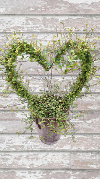 VERY LIMITED!  Angel Vine Large  Heart Topiary