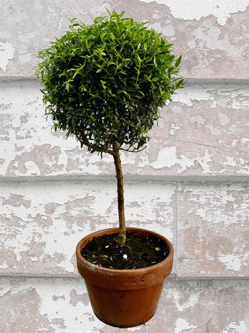 Myrtle Single Ball Large  Topiary Limited