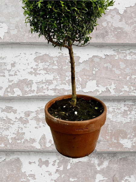 Myrtle Single Ball Large  Topiary Limited