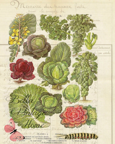 Botanical  Pink Cabbage Print,  Pillow, Note Cards, Tea Towel, Digital Download - BELLAVINTAGEHOME