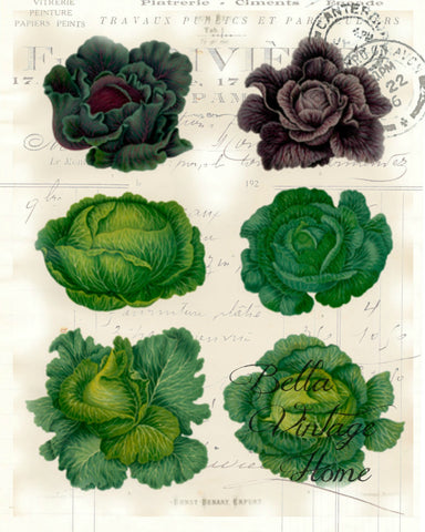 Botanical Cabbage Print, Pillow, Note Cards, Tea Towel, Digital Download - BELLAVINTAGEHOME