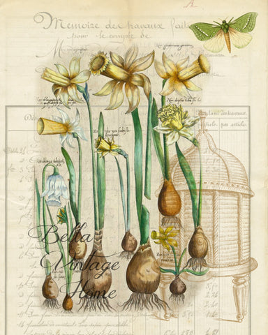 Botanical Daffodil  Bulbs Print, Pillow, Note Cards, Tea Towel, Download Digital - BELLAVINTAGEHOME