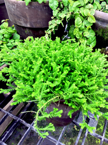 Seliganella Moss Dark Green Plant - BELLAVINTAGEHOME