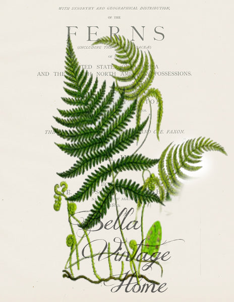 Botanical Fern II  Print,  Pillow, Note Cards, Tea Towel, Digital Download - BELLAVINTAGEHOME
