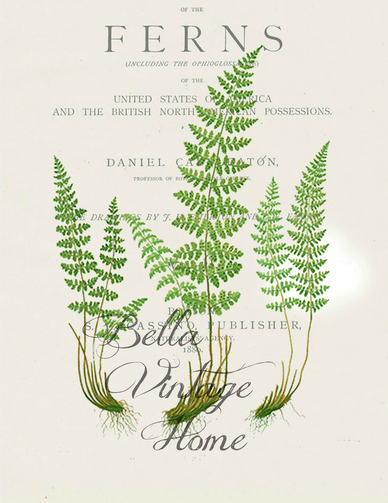 Botanical Fern III  Print,  Pillow, Note Cards, Tea Towel, Digital Download - BELLAVINTAGEHOME