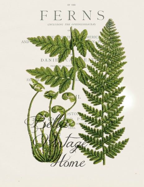 Botanical Fern IV Print,  Pillow, Note Cards, Tea Towel, Digital Download - BELLAVINTAGEHOME