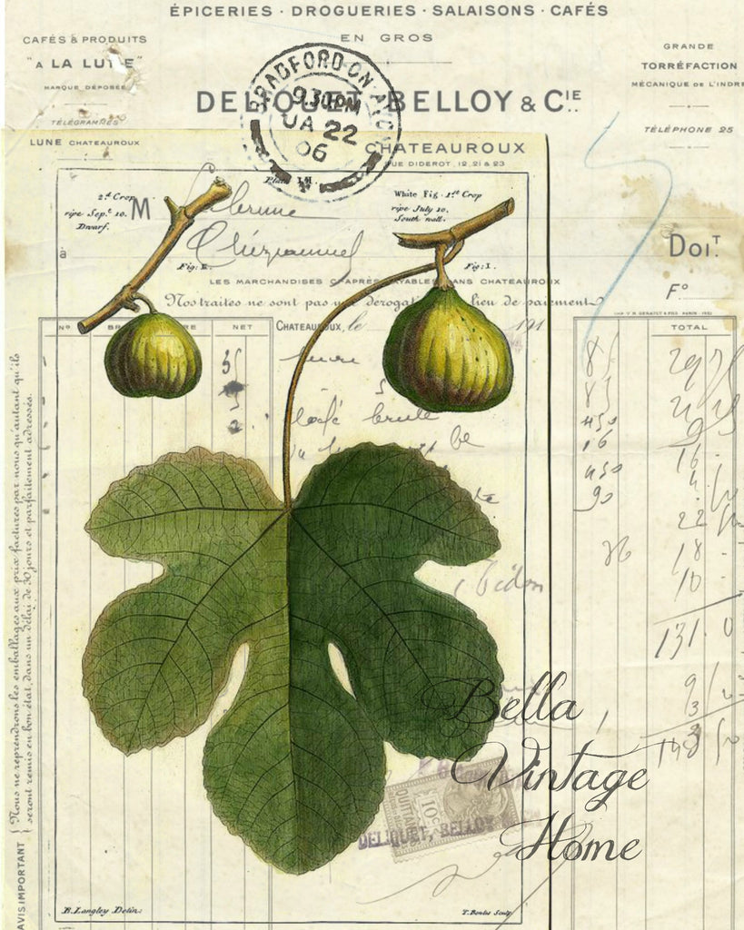 Botanical Fig Print, Pillow, Note Cards, Tea Towel, Digital Download - BELLAVINTAGEHOME