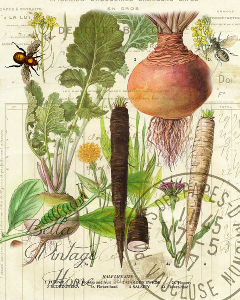 Botanical  French Veggie Turnip Print,  Pillow, Note Cards, Tea Towel, Digital Down Load - BELLAVINTAGEHOME