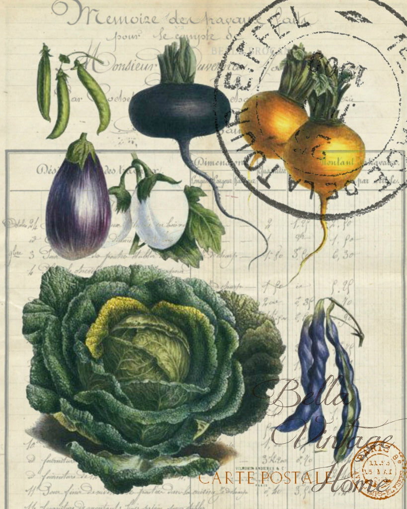 Botanical  French Veggie  Cabbage Print,  Pillow, Note Cards, Tea Towel, Digital Download - BELLAVINTAGEHOME