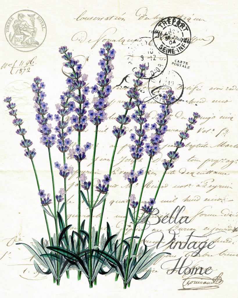 vintage lavender plant Botanical Lavender Print, Pillow, Note Cards, Tea Towel, Digital Download