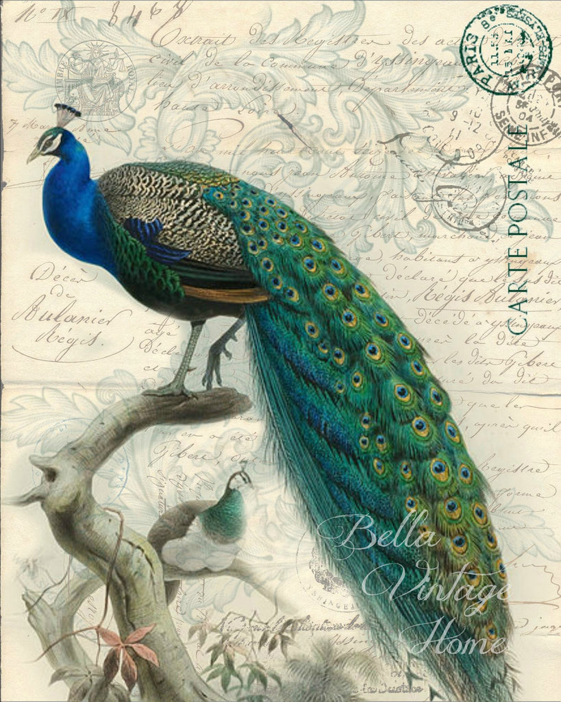 Peacock Botanical Print,  Pillow, Note Cards, Tea Towel, Digital Download - BELLAVINTAGEHOME