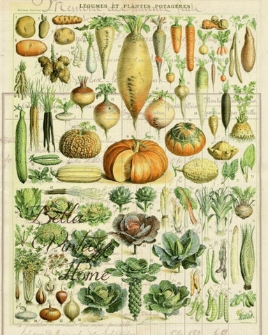 Botanical Potagere 1 Print, Pillow, Note Cards, Tea Towel, Digital Download - BELLAVINTAGEHOME