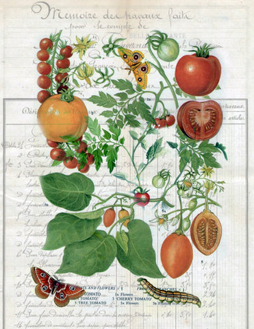 Botanical  Tomatoes and Butterflies Print,  Pillow, Note Cards, Tea Towel, Digital Download - BELLAVINTAGEHOME