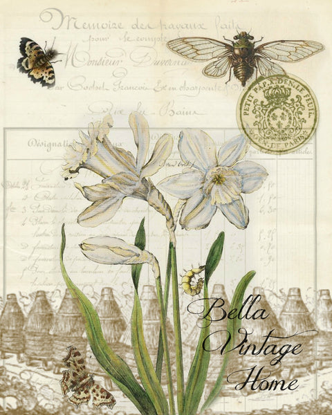 Botanical White Daffodil Print, Pillow, Note Cards, Tea Towel, Digital Download - BELLAVINTAGEHOME