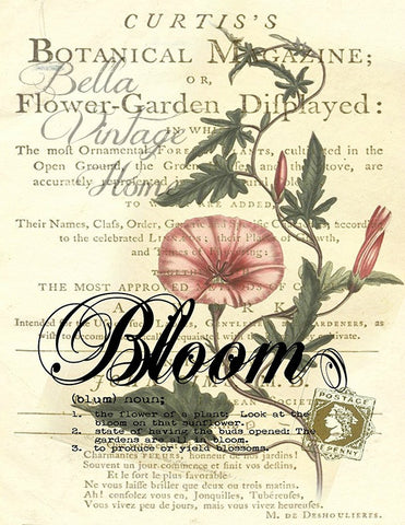 Botanical  Bloom Morning Glory Print, Pillow, Note Cards, Tea Towel,Digital Download - BELLAVINTAGEHOME
