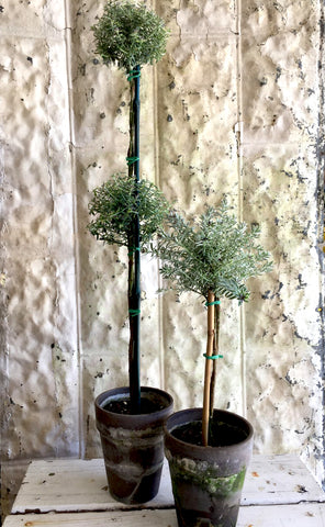Westringia Topiary 24" Double - BELLAVINTAGEHOME