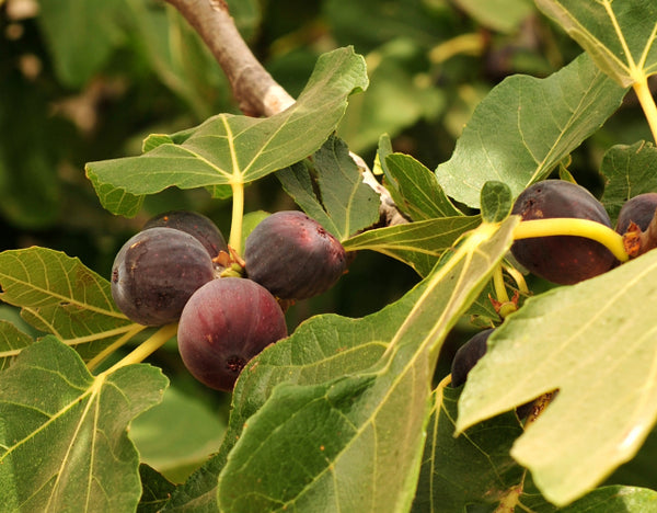 Chicago Fig Plant" - BELLAVINTAGEHOME