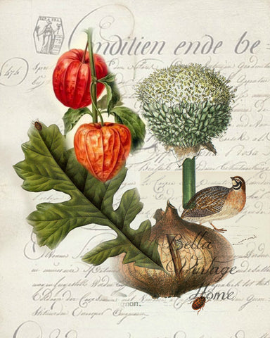 Harvest Chinese Lantern  Botanical Print,  Pillow, Note Cards, Tea Towel, Digital Download - BELLAVINTAGEHOME