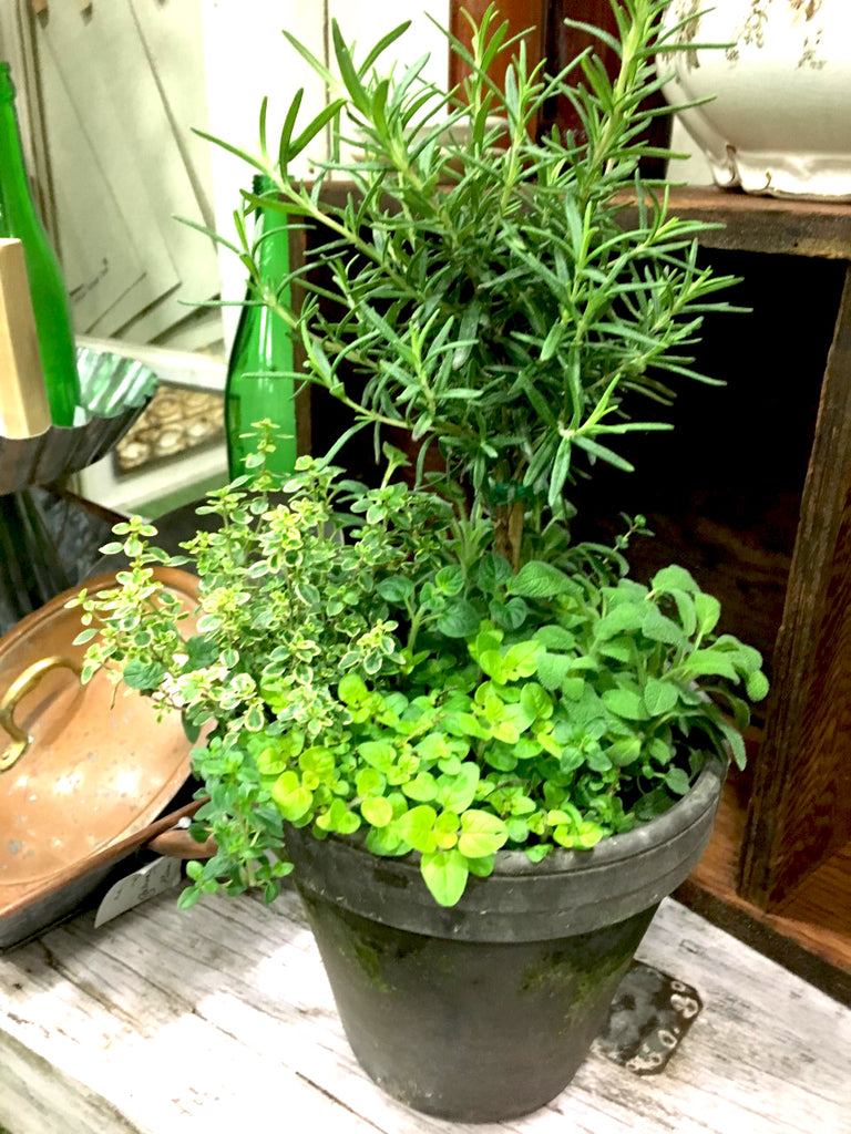 Herb Combo Pot - BELLAVINTAGEHOME