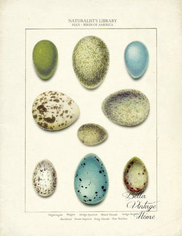 Botanical Egg Print, Pillow, Note Cards, Tea Towel, Digital Download - BELLAVINTAGEHOME