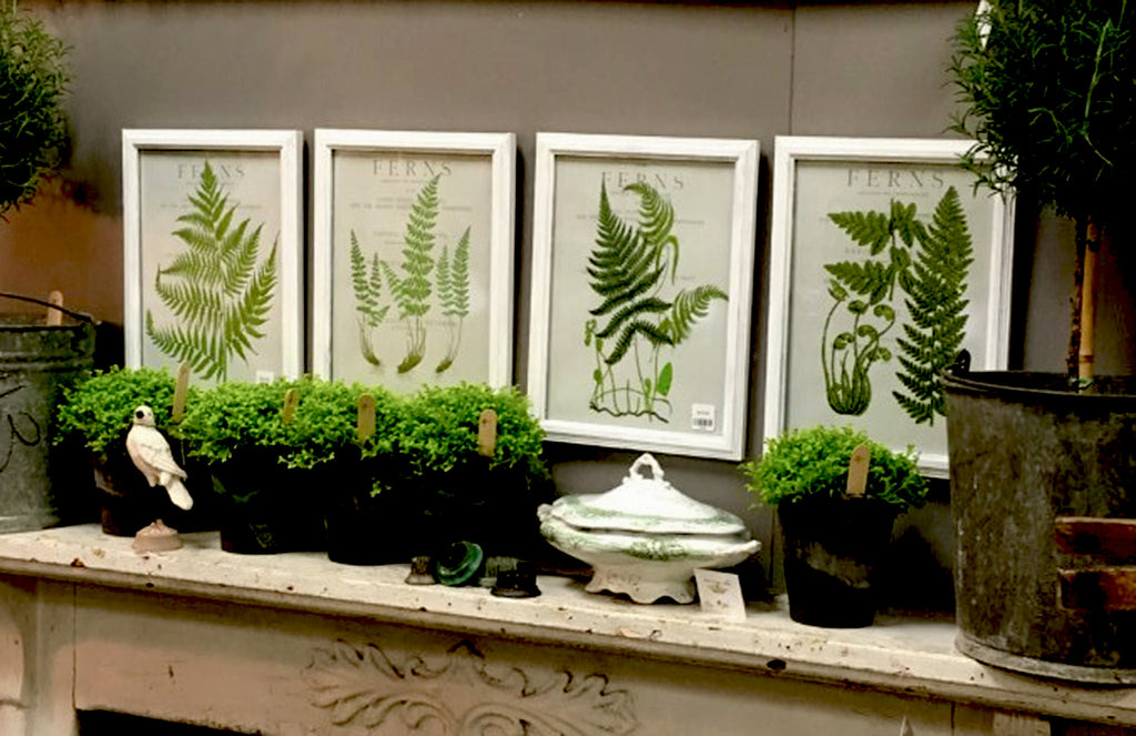 Set of 4  Botanical Fern Prints - BELLAVINTAGEHOME