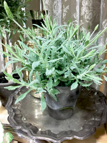 Goodwin Creek Lavender Pot - BELLAVINTAGEHOME