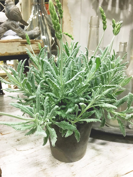 Goodwin Creek Lavender Pot - BELLAVINTAGEHOME