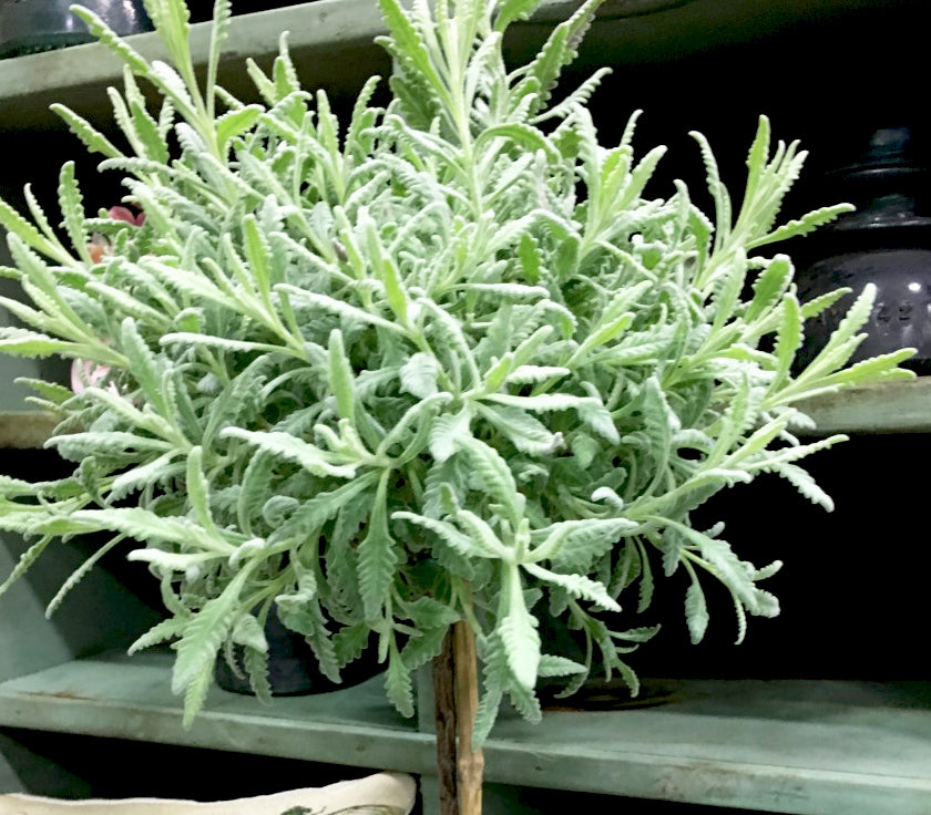 goodwin creek lavender plant Goodwin Creek Lavender Topiary