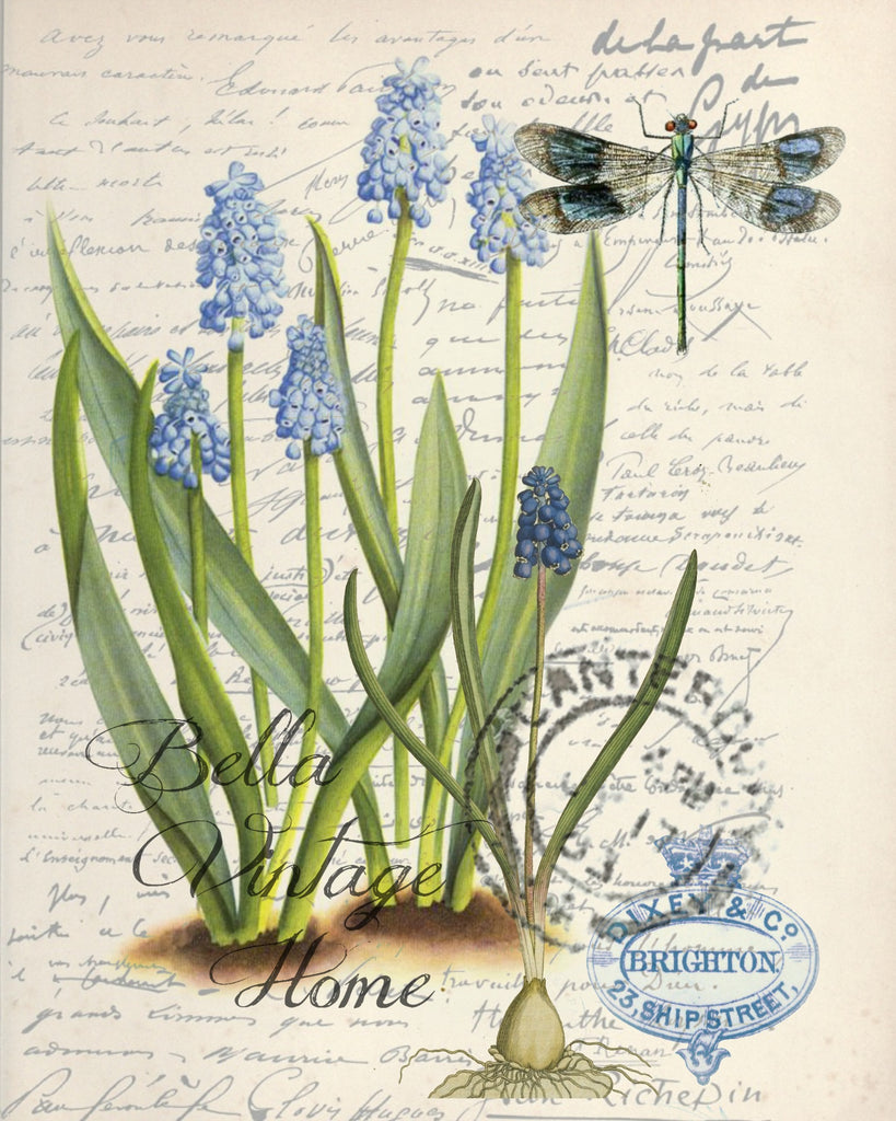 Botanical Grape Hyacinth Print, Pillow, Note Cards, Tea Towel, Digital Download - BELLAVINTAGEHOME