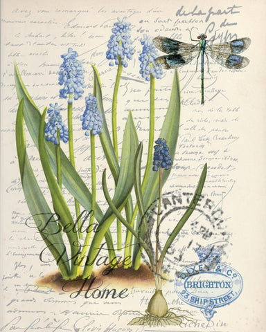 Botanical Grape Hyacinth Print, Pillow, Note Cards, Tea Towel, Digital Download - BELLAVINTAGEHOME