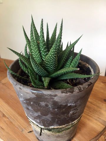 Haworthia Succulent - BELLAVINTAGEHOME