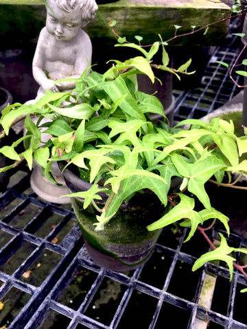 Green  Ivy  Pot - BELLAVINTAGEHOME