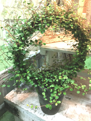 angel vine plant indoors Angel Vine Large Ring– BELLAVINTAGEHOME