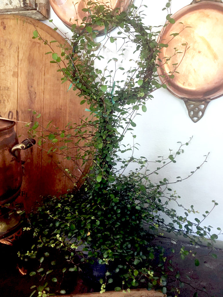 angel vine hanging plant Angel Vine Lollipop– BELLAVINTAGEHOME