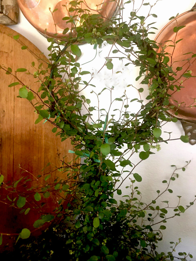 angel vine plant indoors care Angel Vine Lollipop– BELLAVINTAGEHOME
