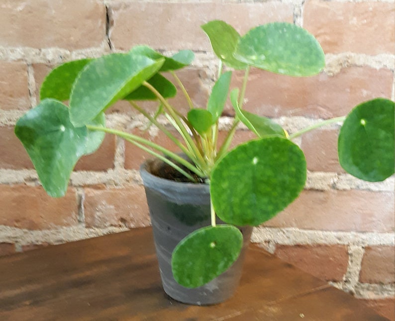Chinese Money Plant - BELLAVINTAGEHOME