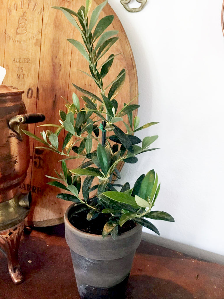 Arbequina Olive Plant - BELLAVINTAGEHOME