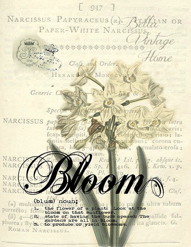 Botanical  Bloom Narcissus Print, Pillow, Note Cards, Tea Towel, Digital Download - BELLAVINTAGEHOME