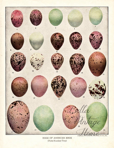Botanical Pink Egg Print, Pillow, Note Cards, Tea Towel, Digital Download - BELLAVINTAGEHOME