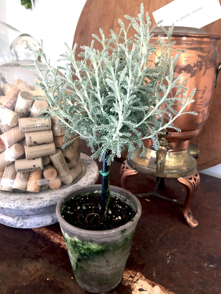 Santolina  Lavender - Tiny Topiary 12" - BELLAVINTAGEHOME