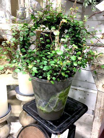 small indoor vine plants Angel Vine small Ring– BELLAVINTAGEHOME