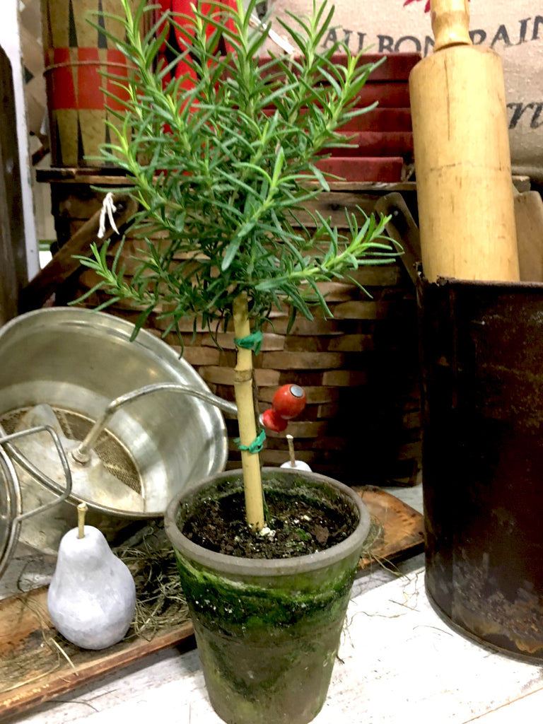 Rosemary- Tiny Topiary 12" - BELLAVINTAGEHOME
