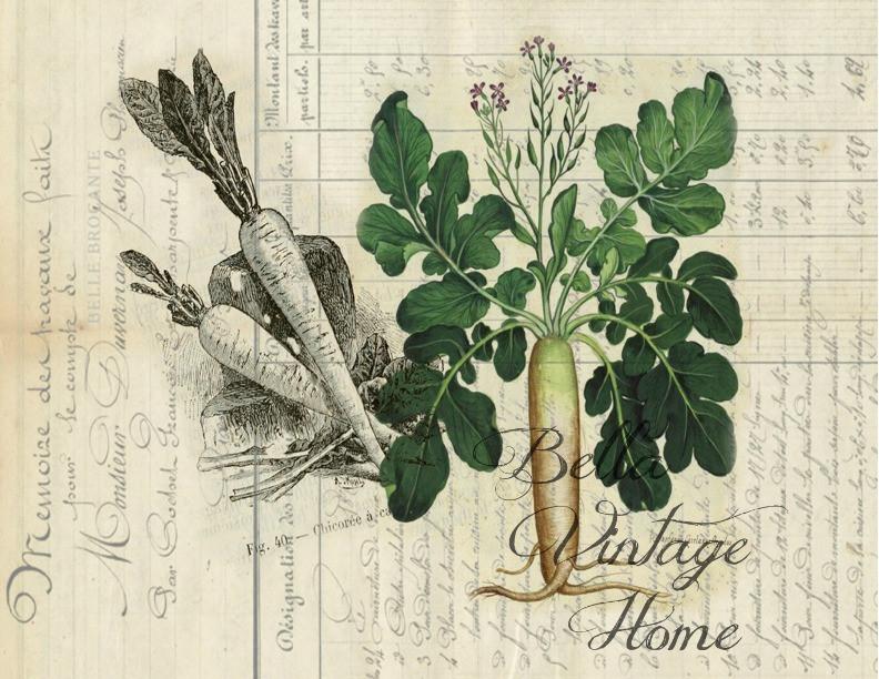 Botanical  White  Carrot Print, Pillow, Note Cards, Tea Towel, Digital Download - BELLAVINTAGEHOME