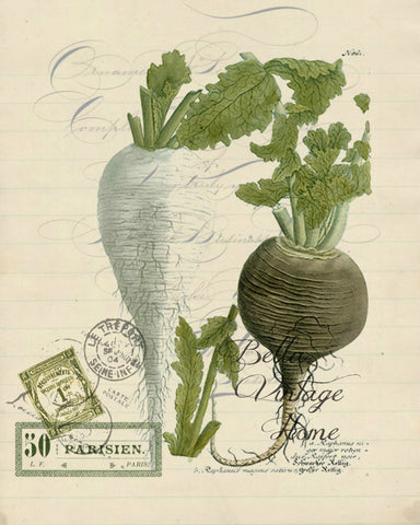 Botanical Turnip II Print,  Pillow, Note Cards, Tea Towel, Digital Download - BELLAVINTAGEHOME